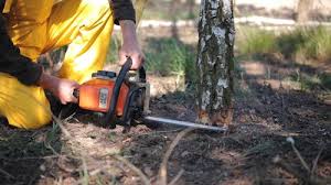 Best Tree and Shrub Care  in Roberts, WI